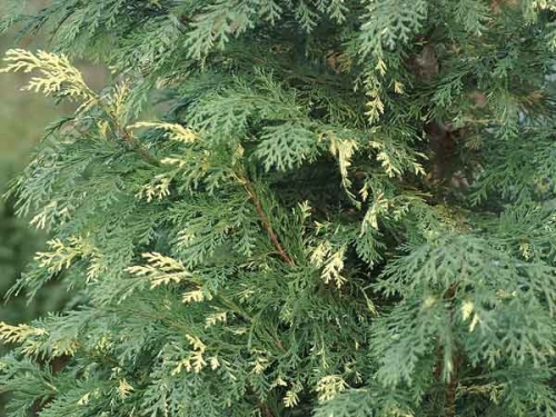 Chamaecyparis lawsoniana 'Konijns Silver' 